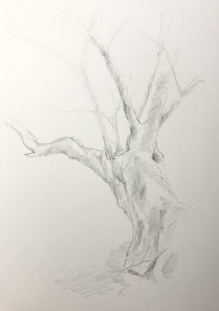 樹木デッサン　3