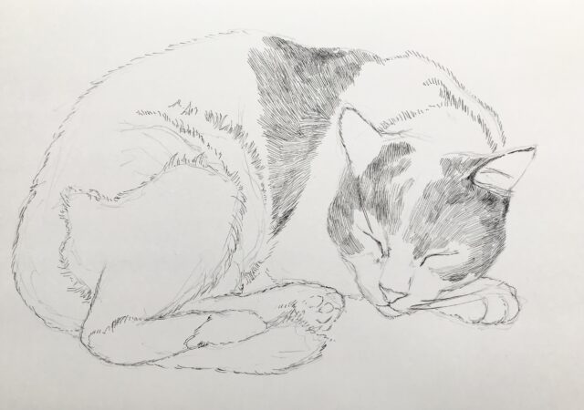 ペン画　猫