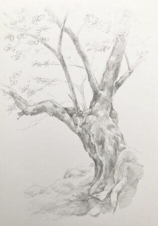 樹木デッサン　9