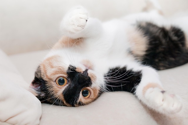 動物の絵を描く　猫
