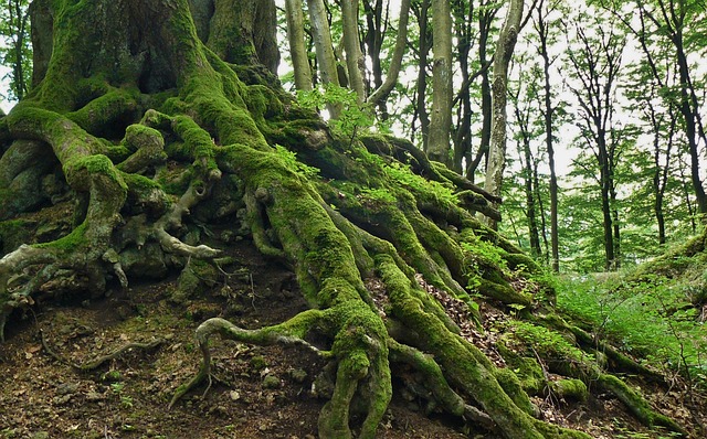 木の根