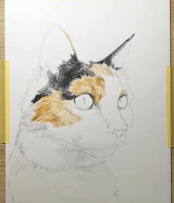 ペン画　猫