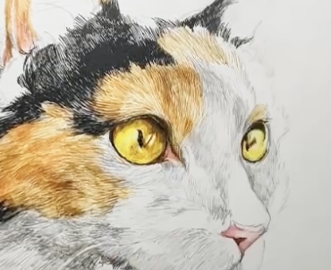 ペン画　猫