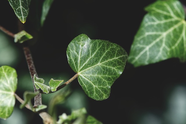 植物