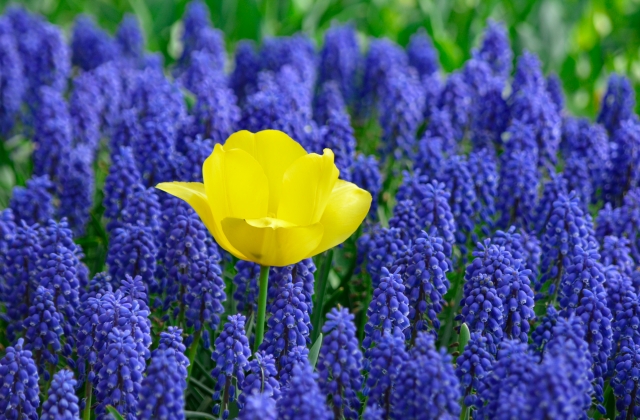 紫と黄色の花
