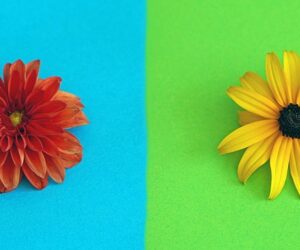 flower