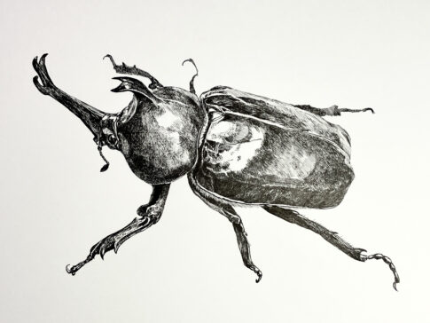 カブトムシ