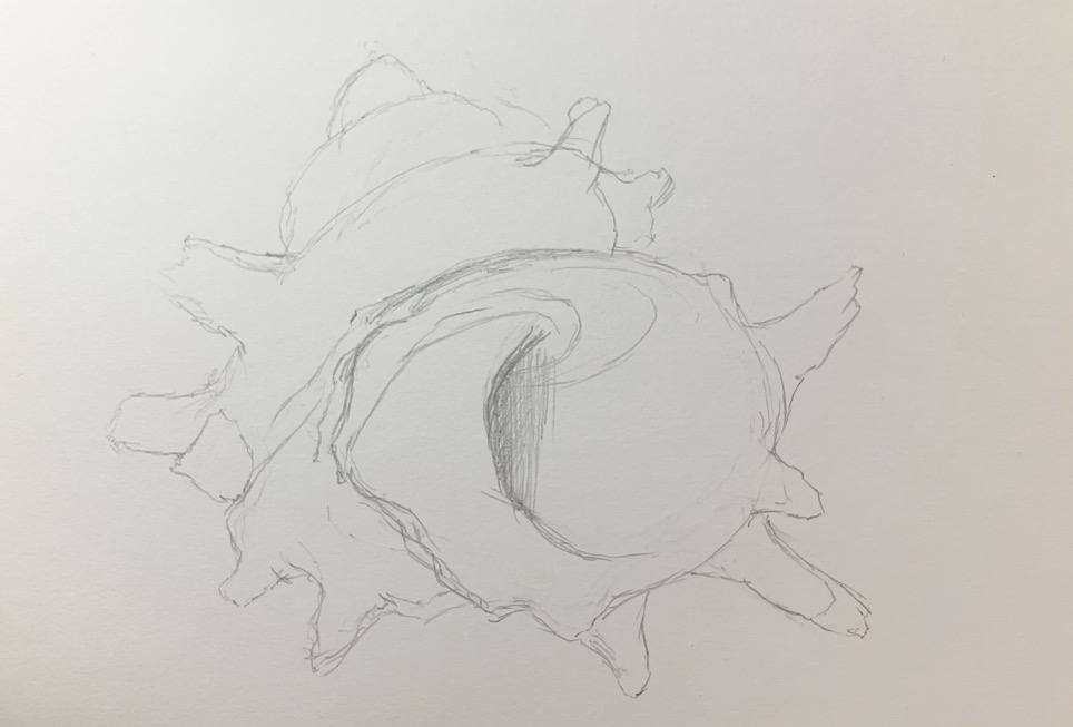 サザエ貝の鉛筆下絵