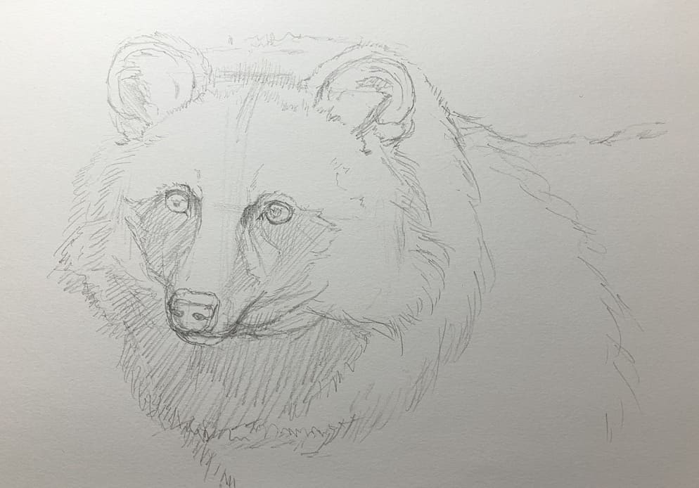 ペン画動物　たぬきの下描き