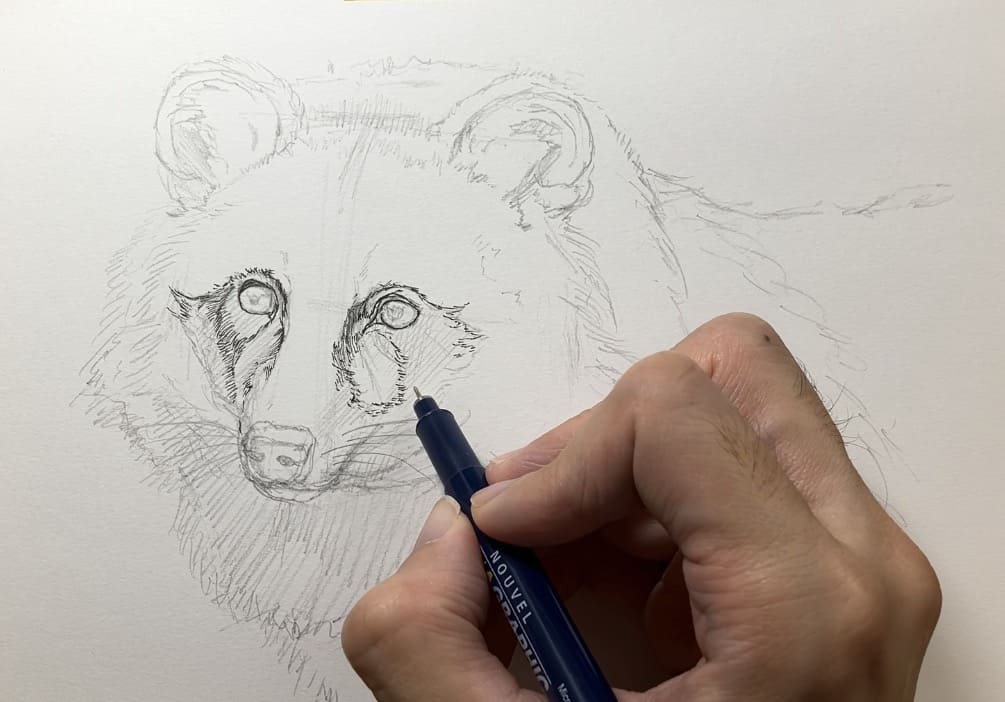 ペン画動物　たぬきのペン入れ