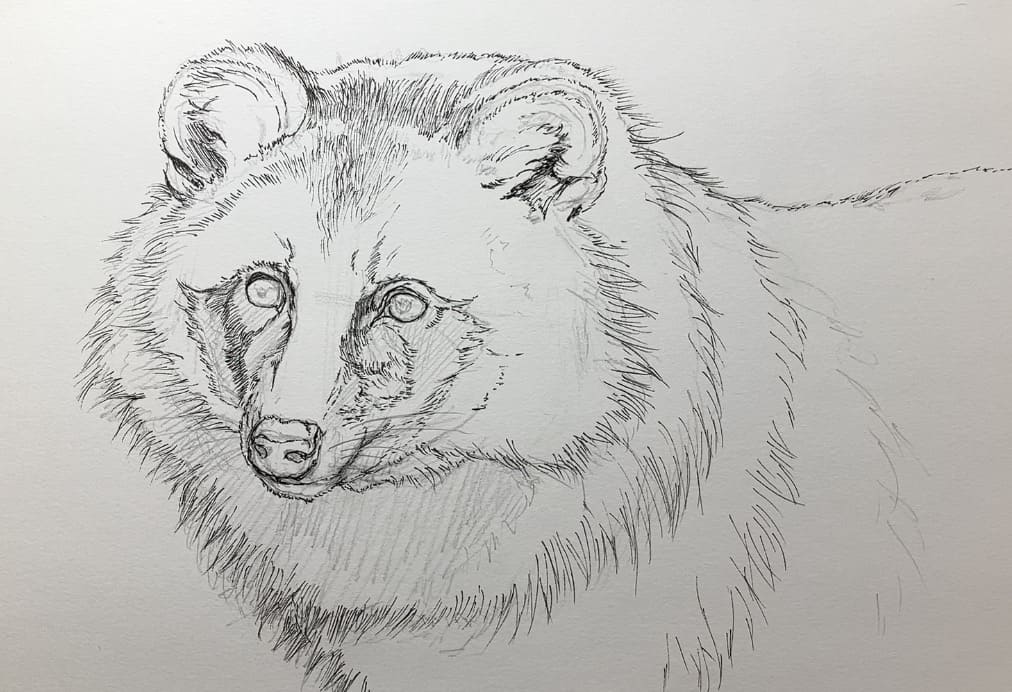 ペン画動物　たぬきのペン入れ