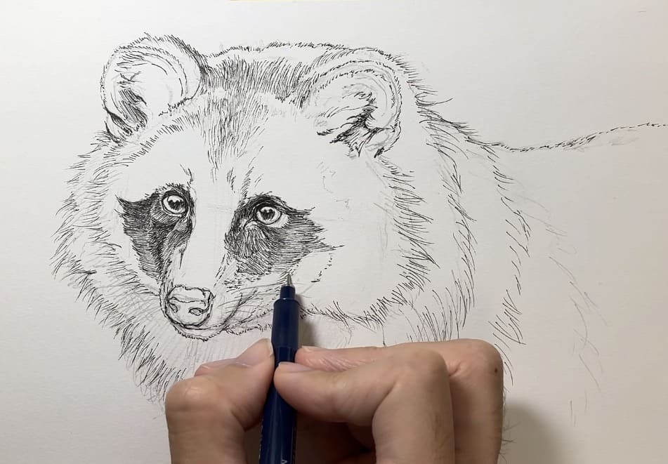 ペン画動物　たぬきのペン入れ